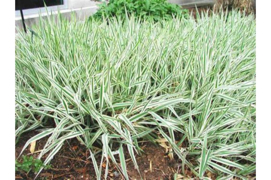 "Канареечник тростниковидный Phalaris arundinacea"