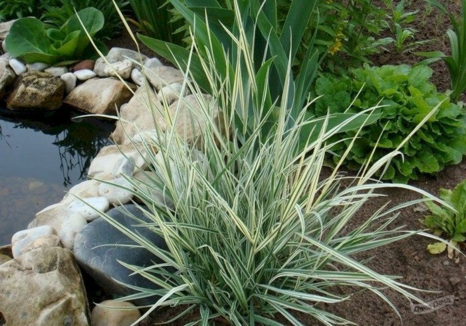 Райграс бульбоносный Вариегата