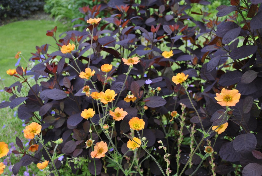 Гравилат миссис Брэдшоу