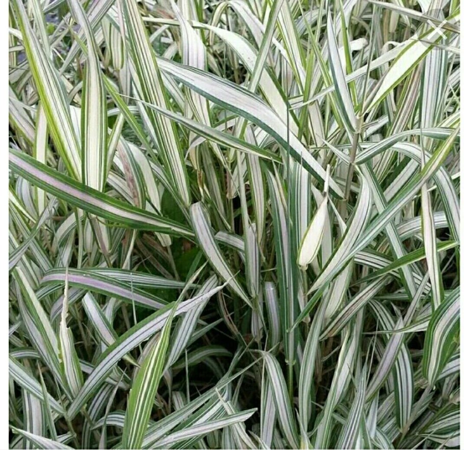 Фалярис Фессей