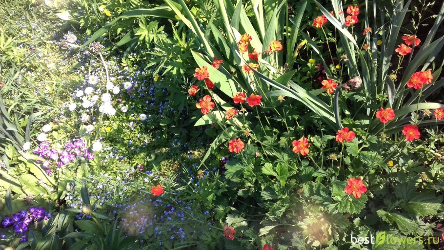 Geum coccineum totally Tangerine