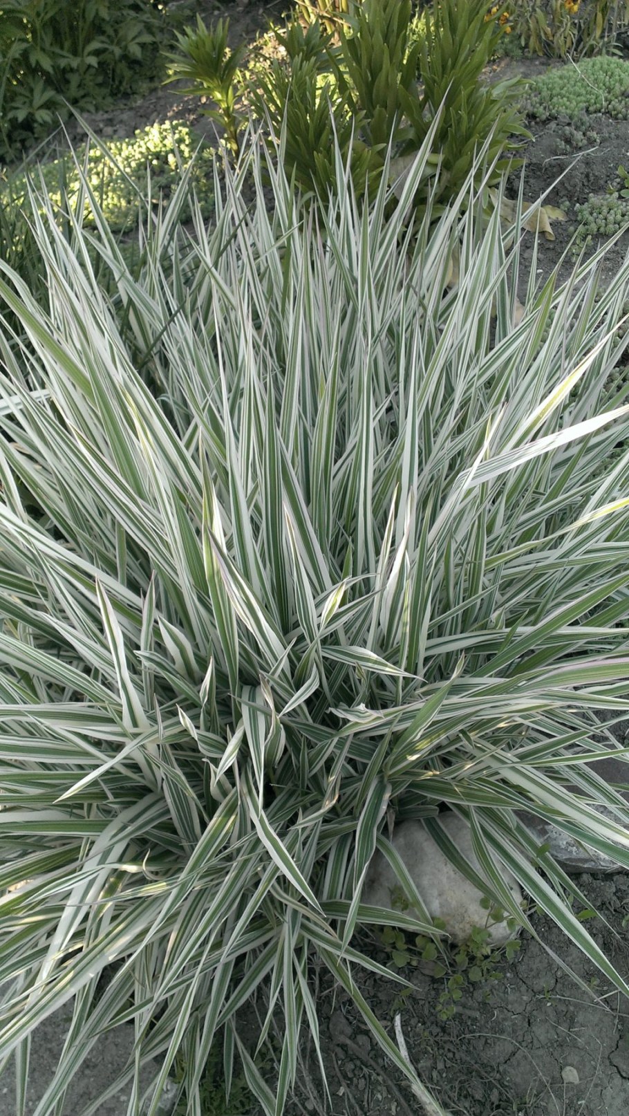 Райграс Вариегата