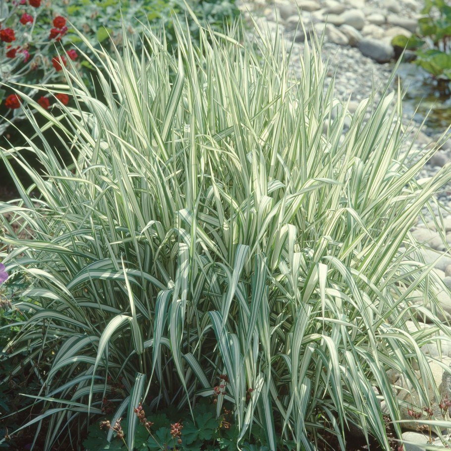 Фалярис Фессей