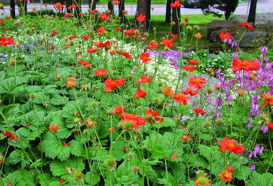 Гравилат чилийский Брэдшоу