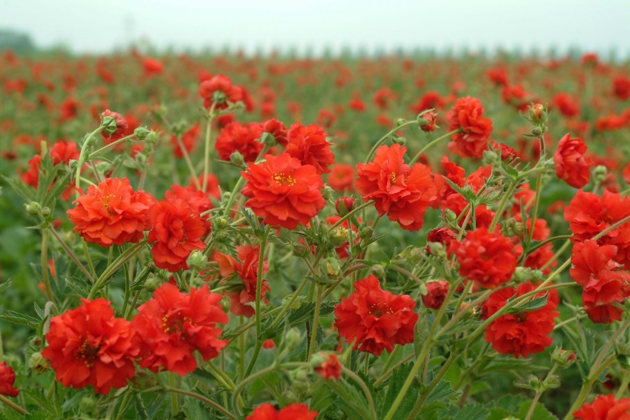 Гравилат чилийский Аурелия