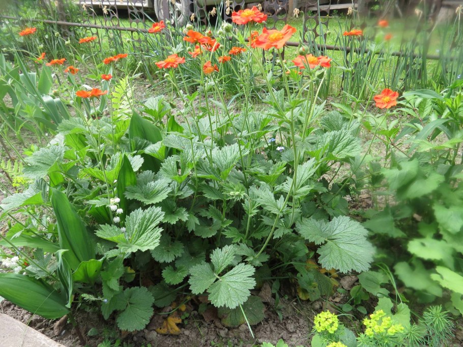 Гравилат Риголетто