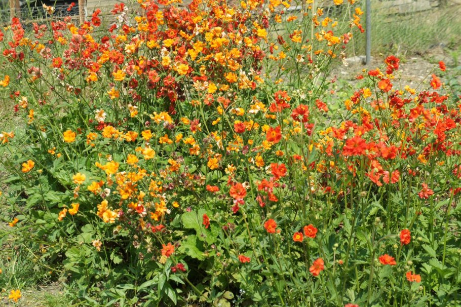 Гравилат ред драгон