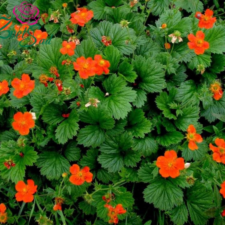 Гравилат красноцветковый Борисии