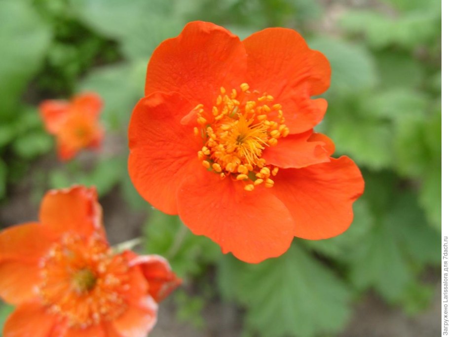 Гравилат Алеппский красный