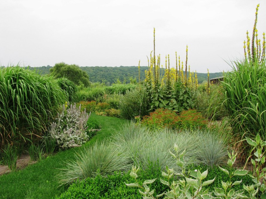 Фалярис тростниковый Пикта