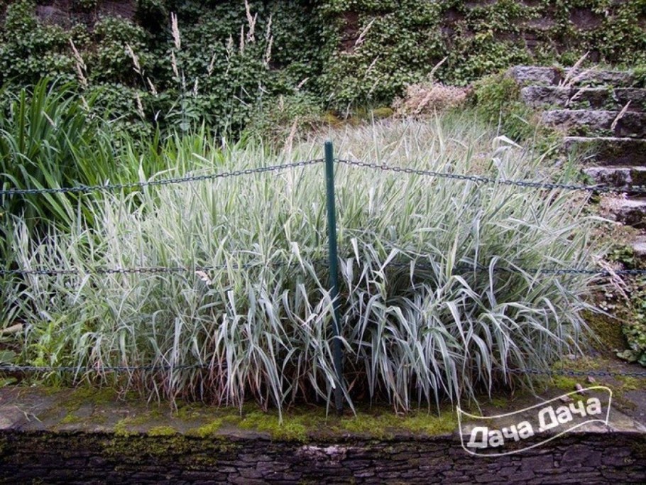 Канареечник ( фалярис, двукисточник) тростниковый