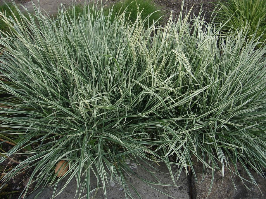 Фалярис тростниковый Tricolor