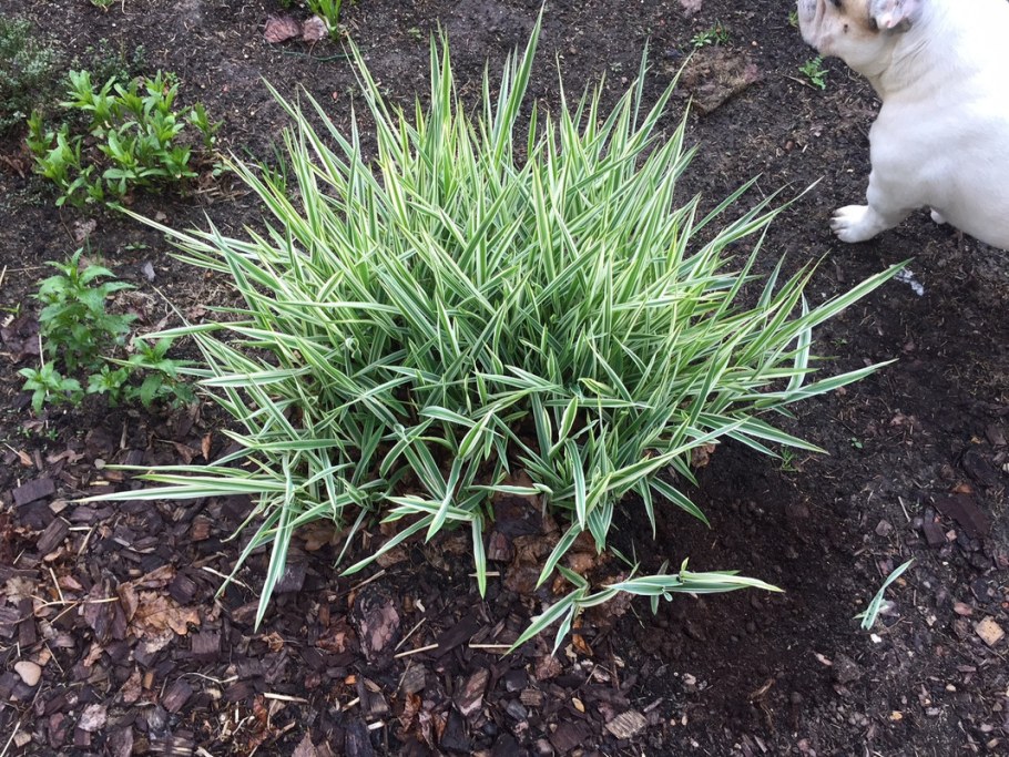 Фалярис Вариегата