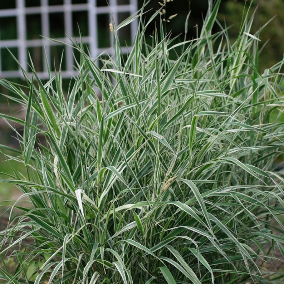 Мискантус Вариегата