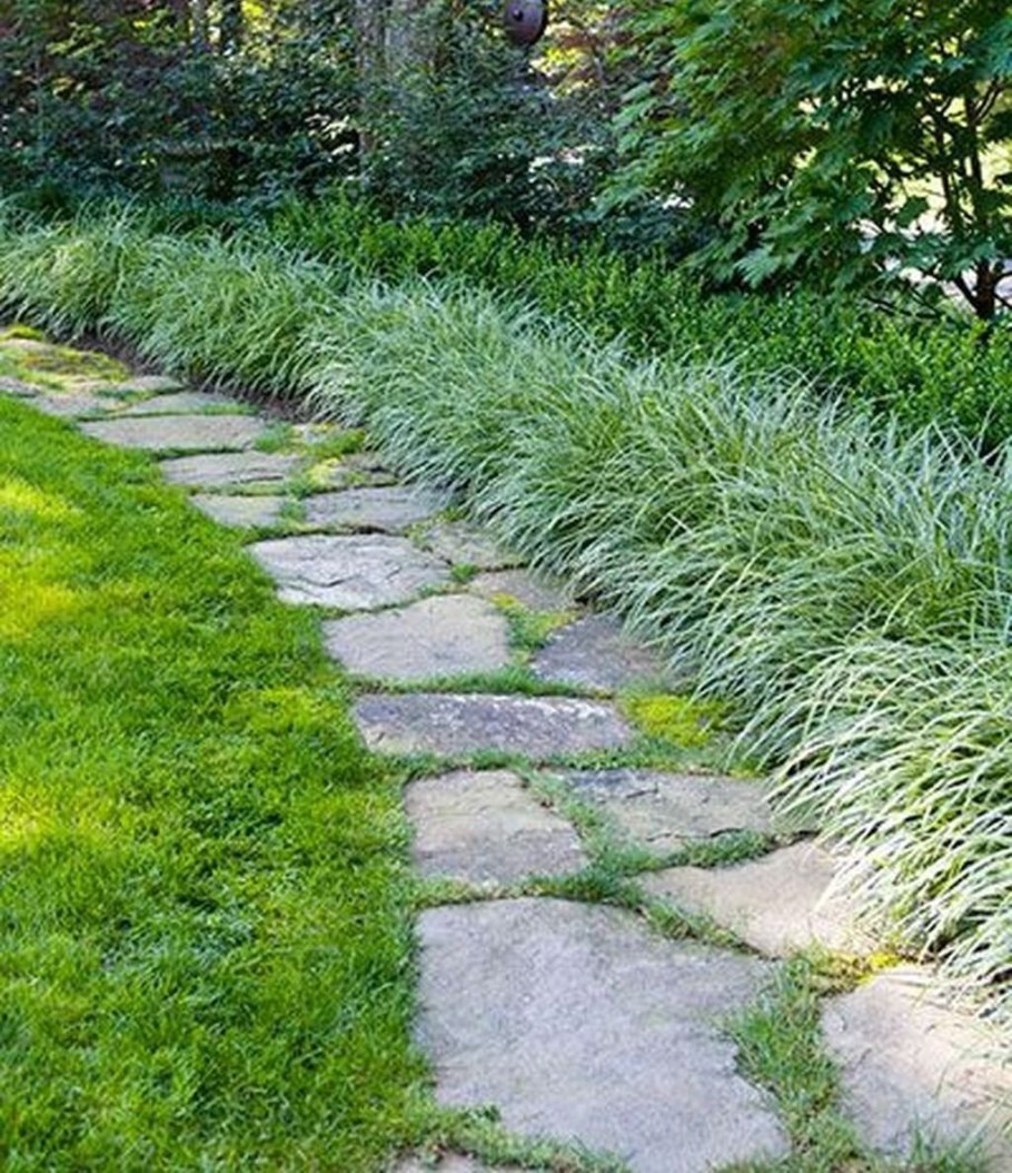 Фалярис тростниковый в ландшафтном