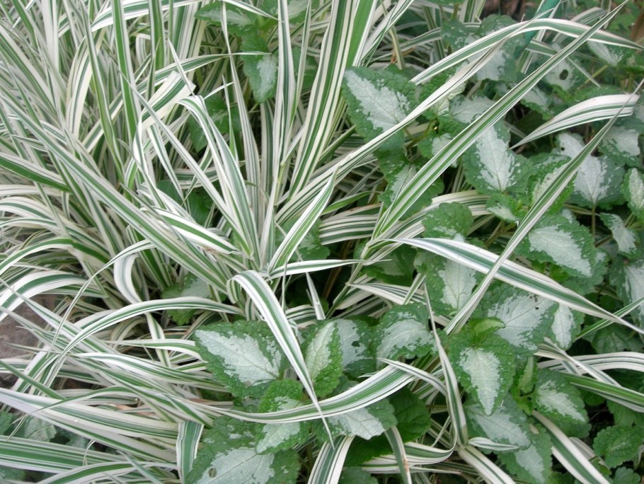 Осока фалярис