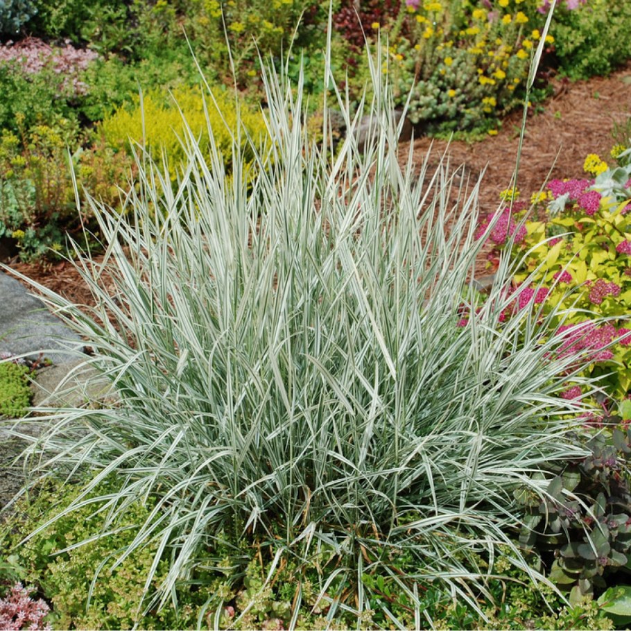 Райграс Arrhenatherum