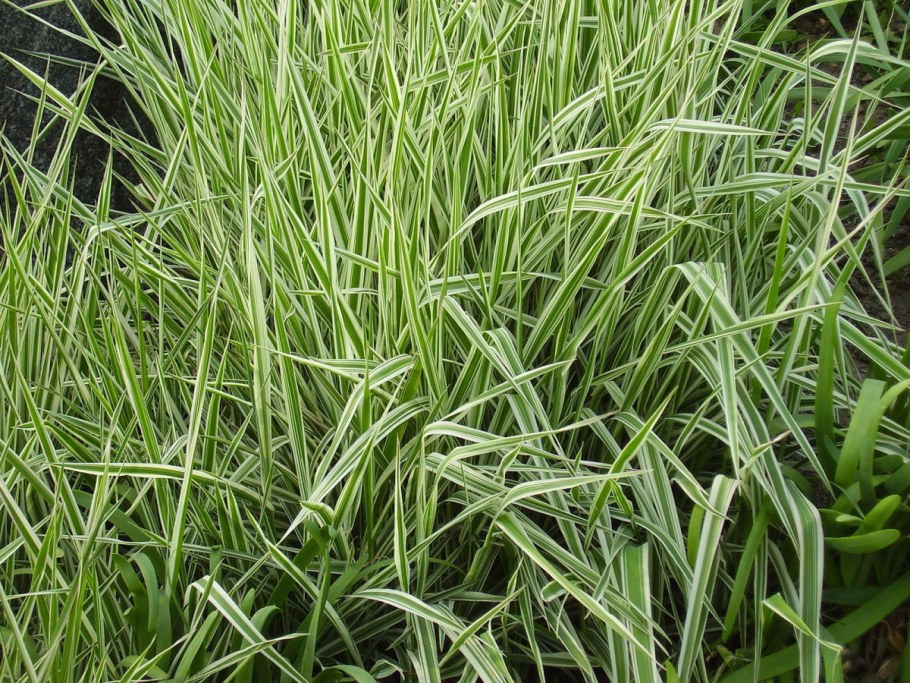 Двукисточник тростниковый