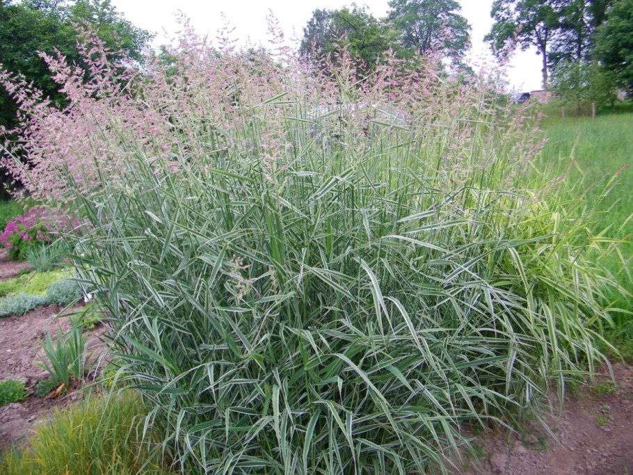 Канареечник тростниковый фалярис