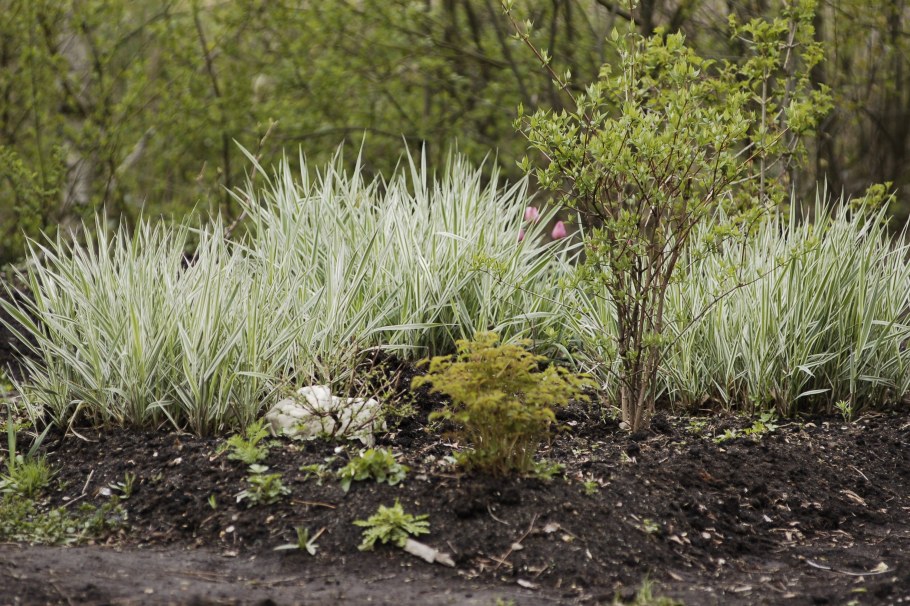 Осока фалярис ландшафт