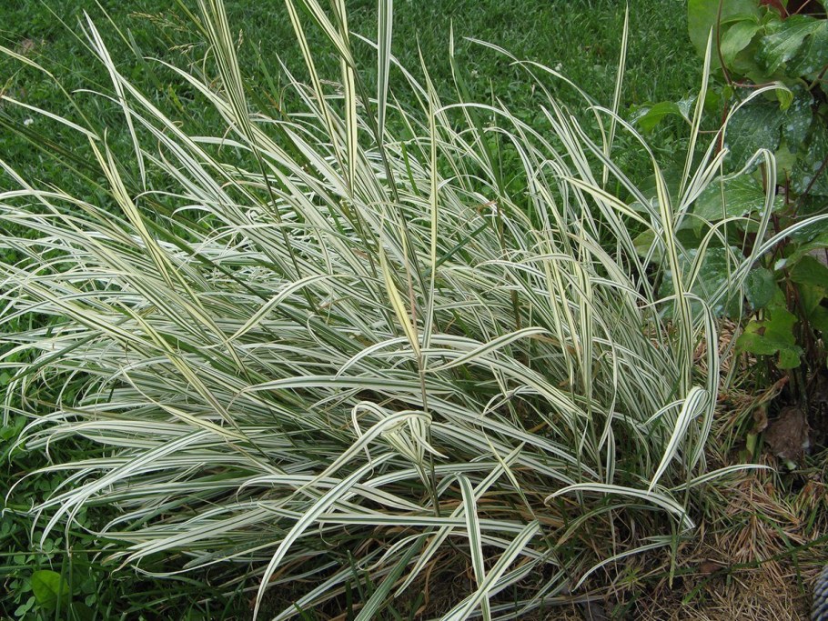 Фалярис тростниковидный