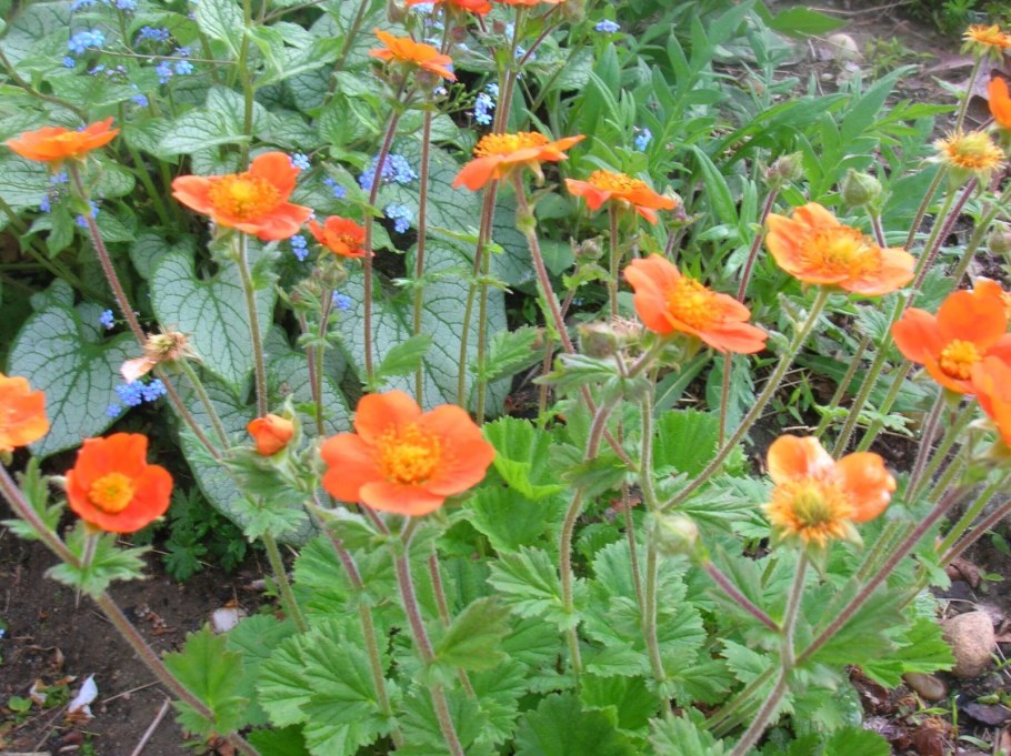 Гравилат Боризин