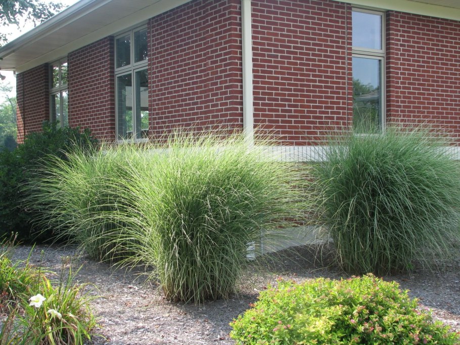 Осока хаконехлоя