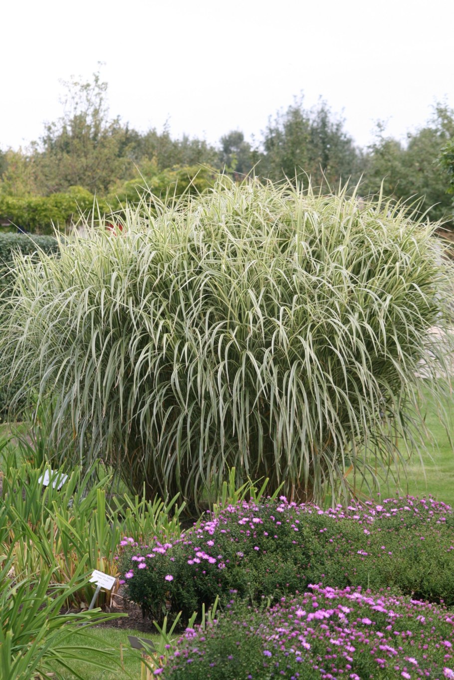 Мискантус полосатый