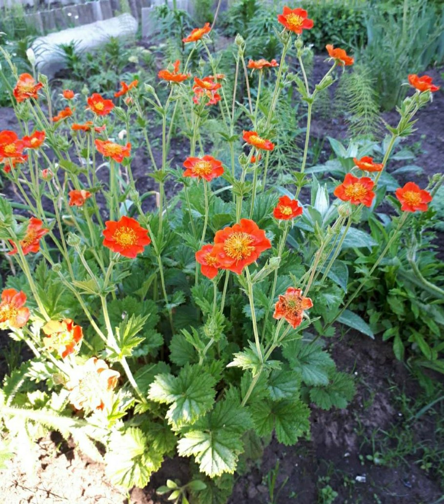 Гравилат миссис Брэдшоу