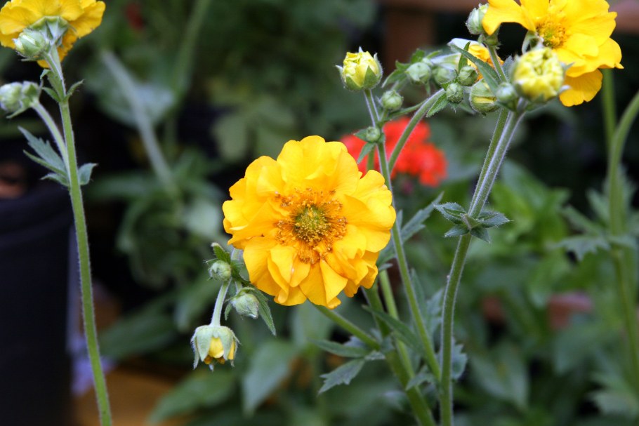 Гравилат (Geum) леди Стратеден