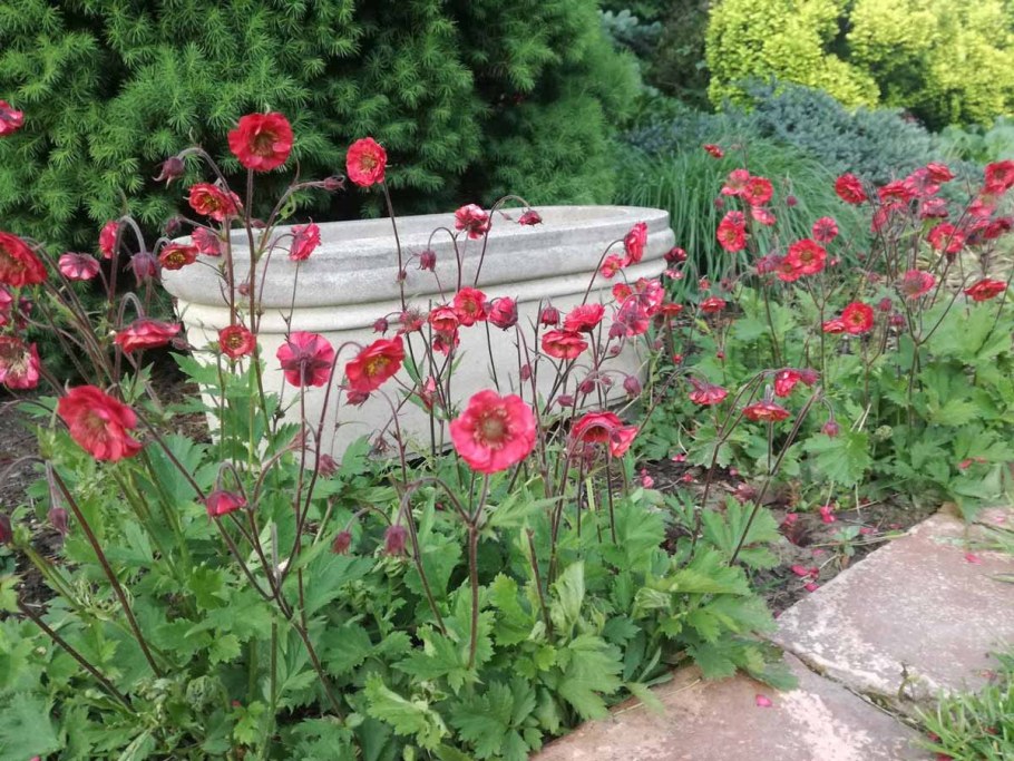 Гравилат гибридный