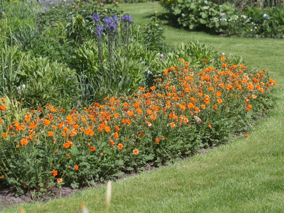 Гравилат шарлаховый