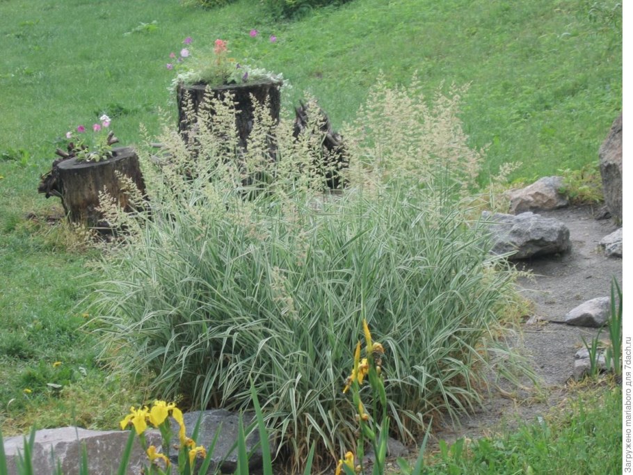 Фалярис двукисточник