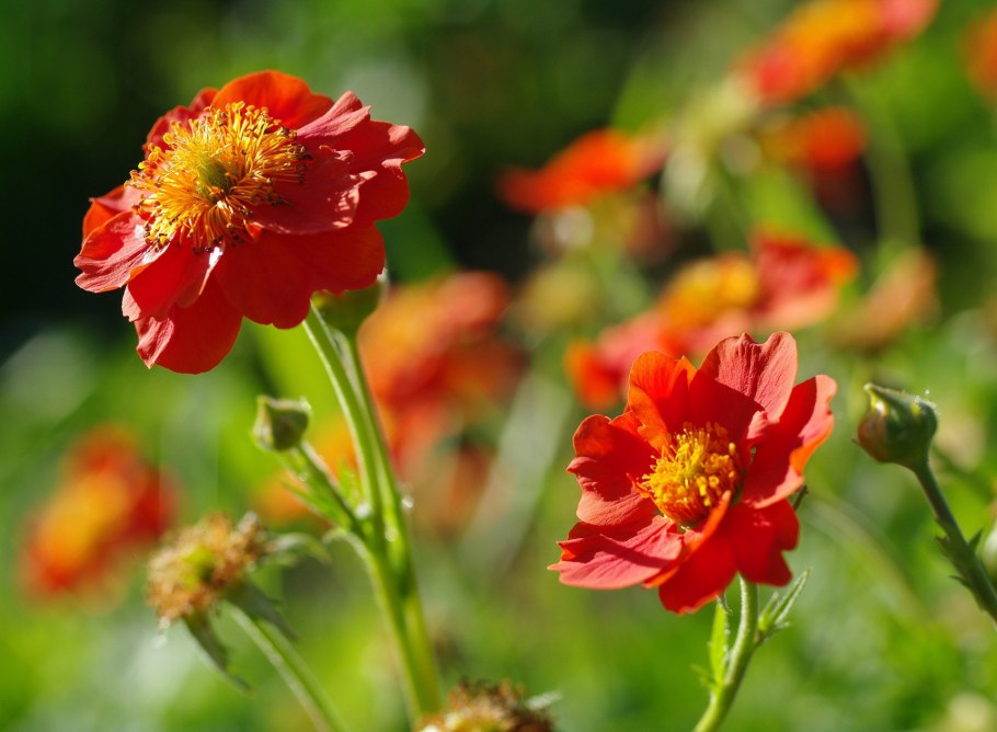 Гравилат Санбим