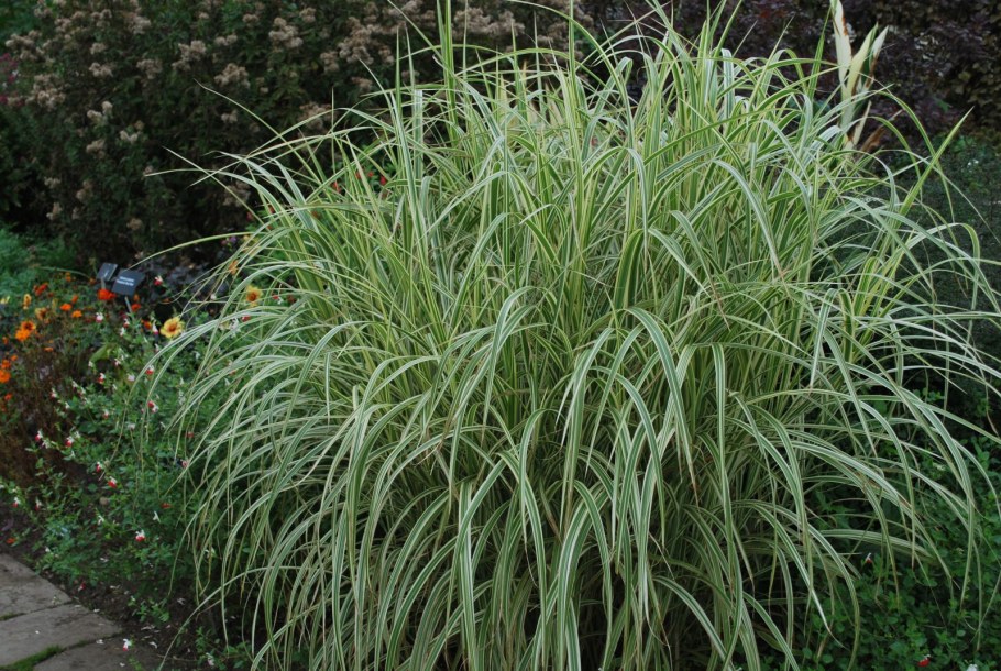 Мискантус Кляйн сильберспайнн