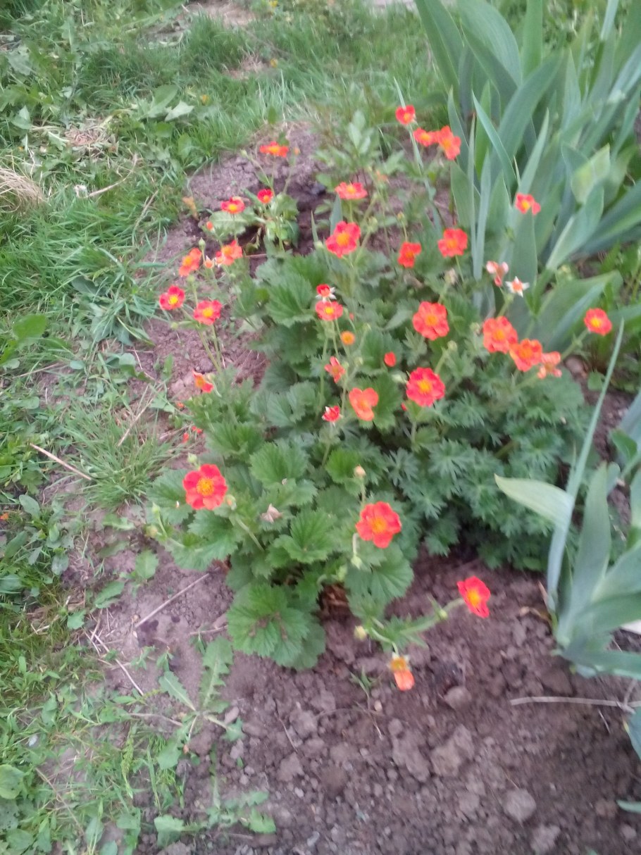 Гравилат горный