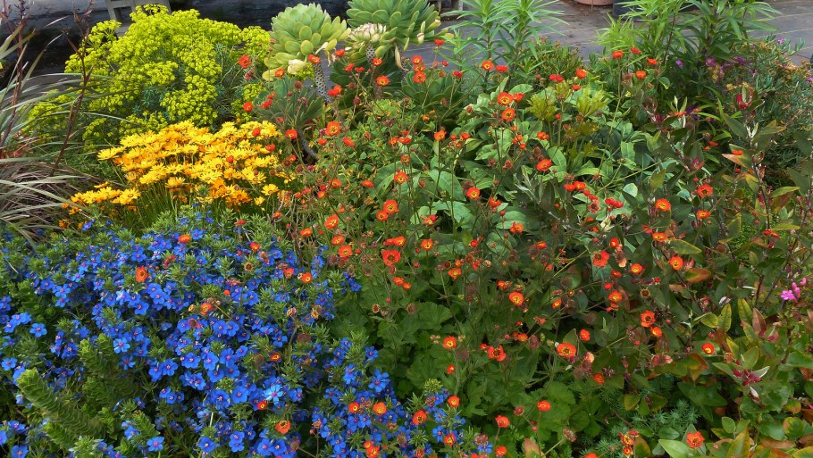 Гравилат чилийский Аурели