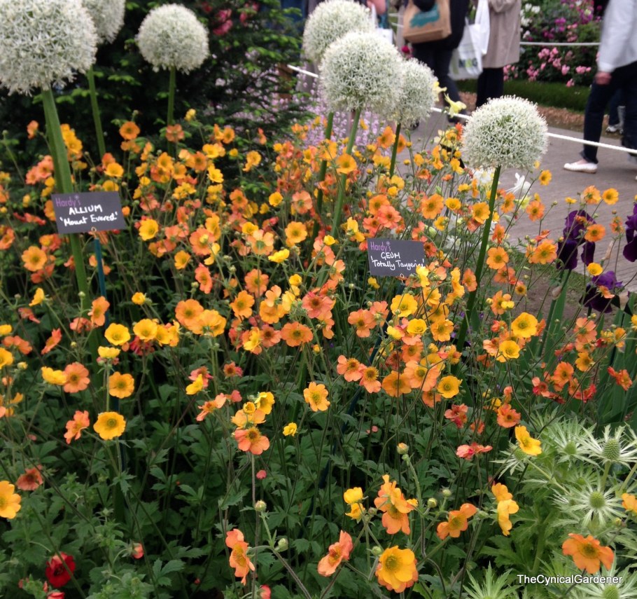 Гравилат totally Tangerine