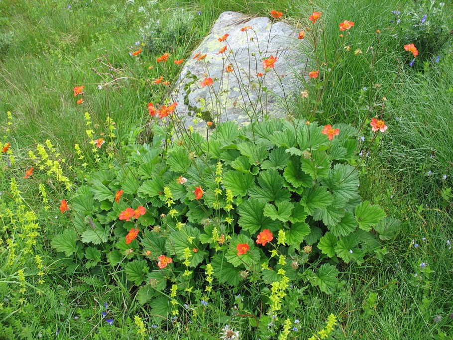 Гравилат ярко-красный (Geum coccineum)