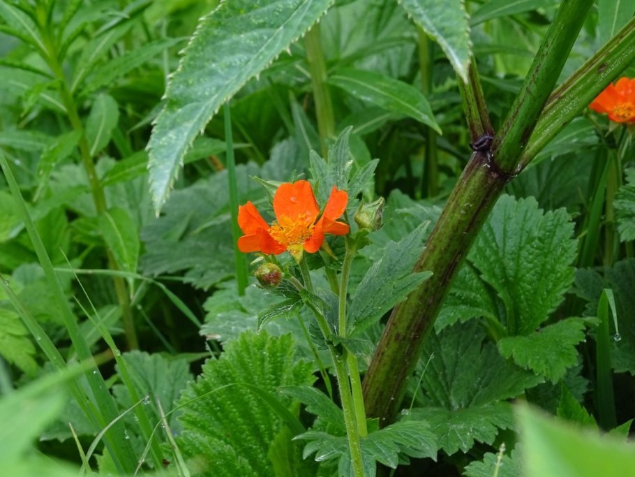 Гравилат горнолистный