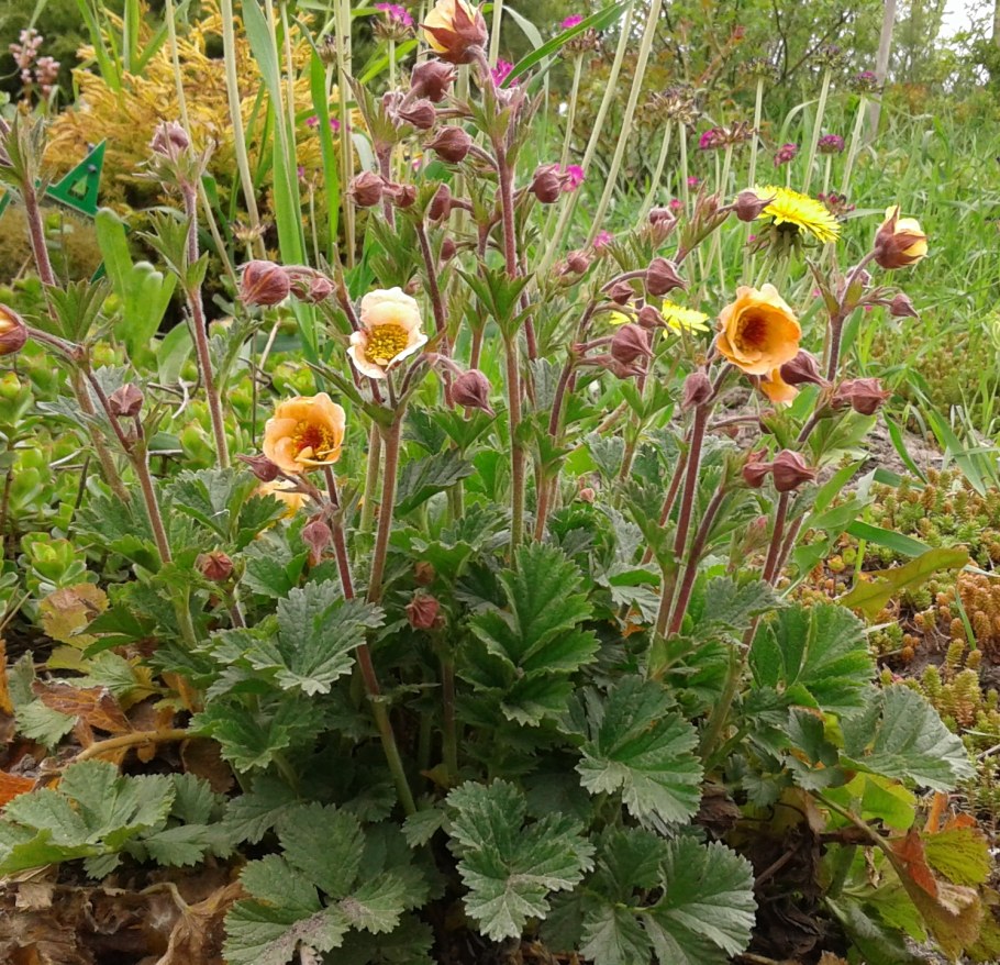 Гравилат цветок