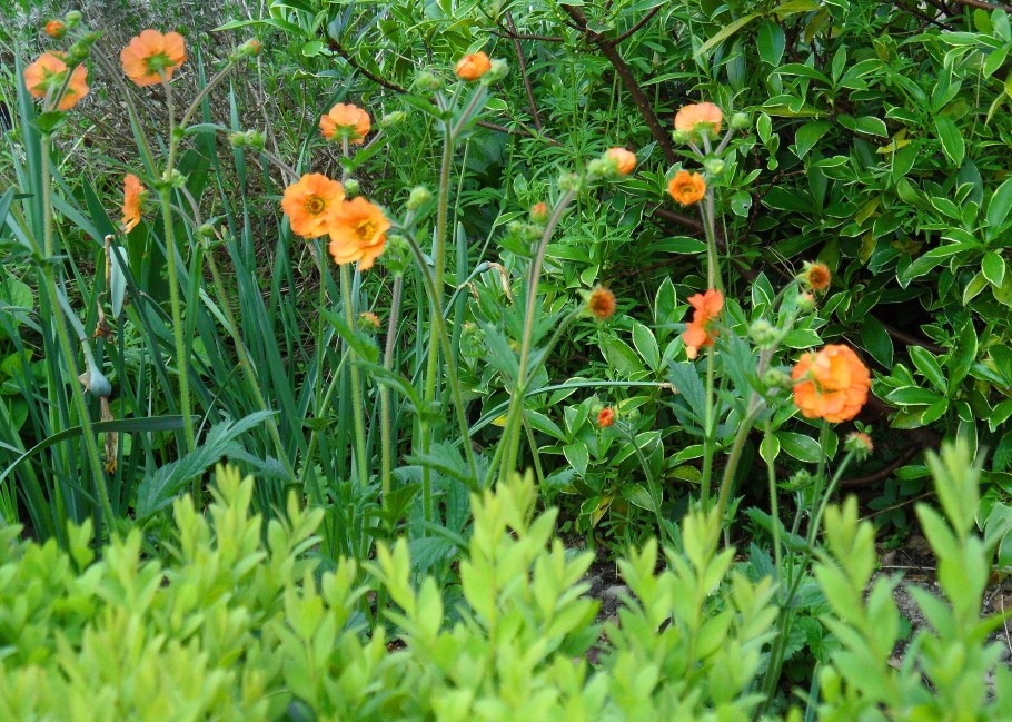 Гравилат totally Tangerine