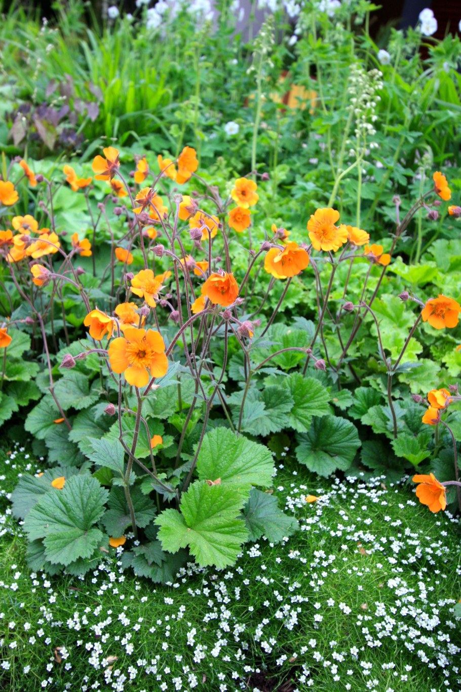 Гравилат оранжевый