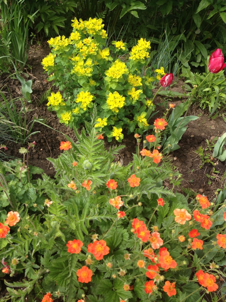 Гравилат Липстик