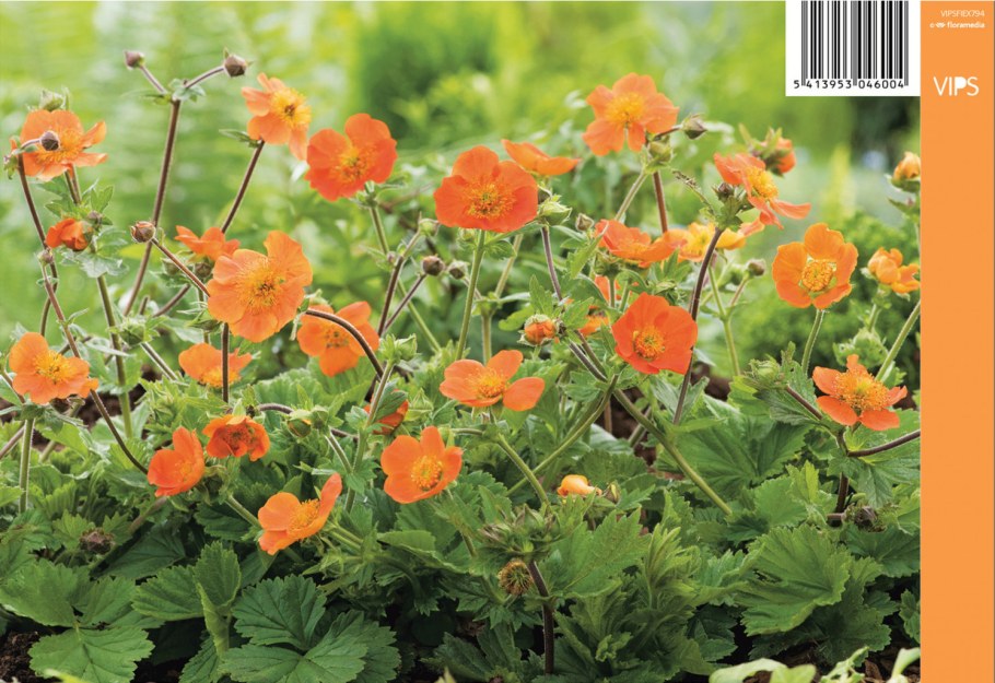 Гравилат чилийский