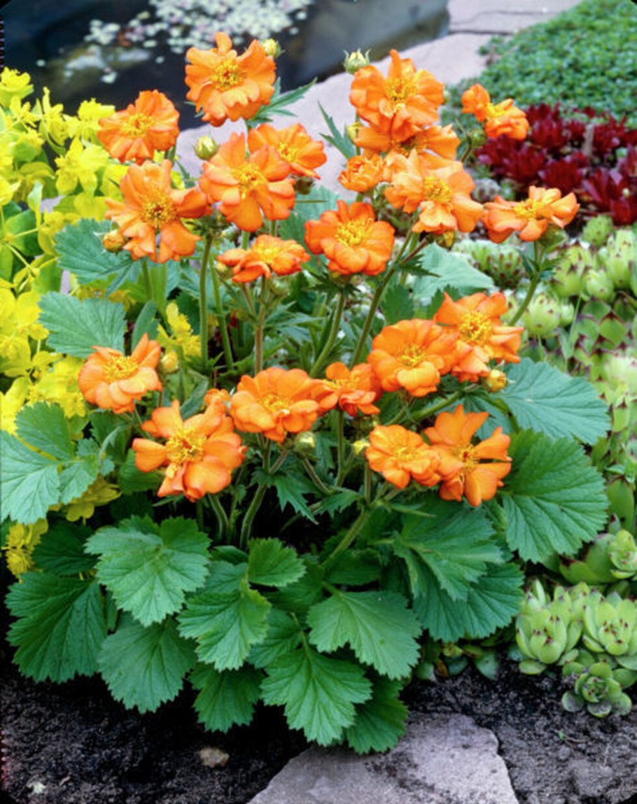 Гравилат Аурелия многолетний