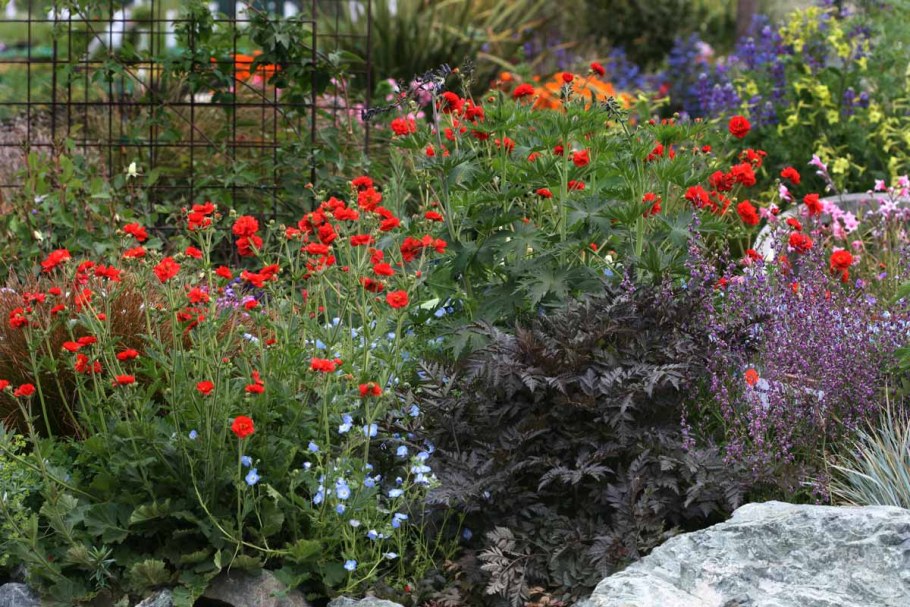 Цветок гравилат чилийский