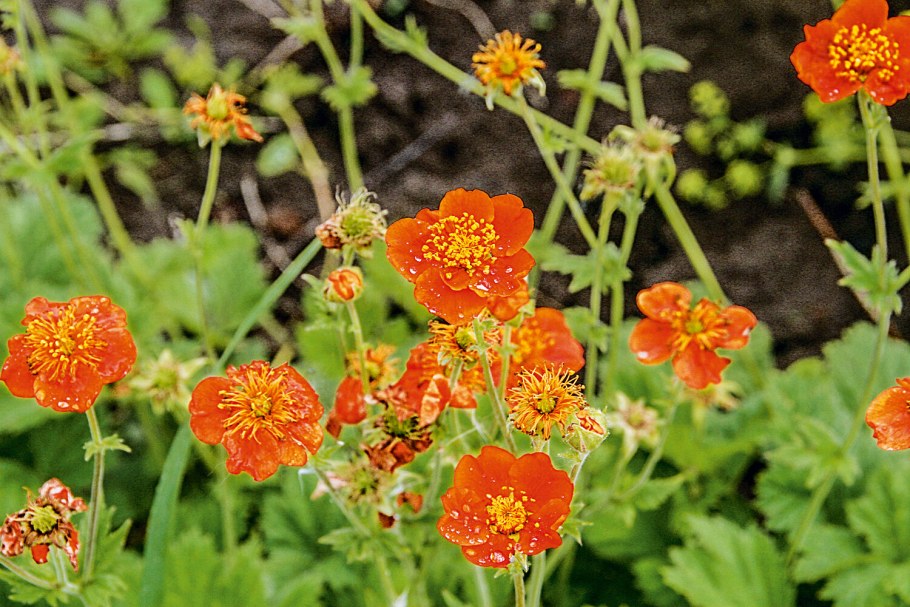 Гравилат горный