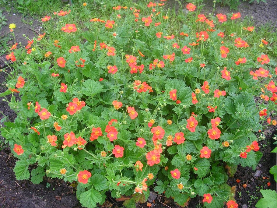 Цветок гравилат чилийский