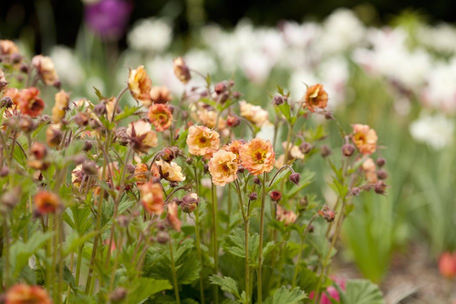 Гравилат чилийский mai tai